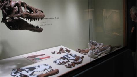 KU museum pulls T.rex fossil from public view amid dustup