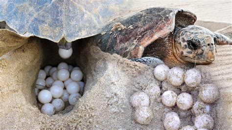 How Many Eggs Does A Loggerhead Sea Turtle Lay