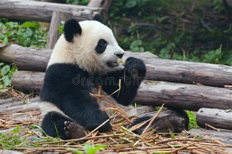 Giant Panda Bear Eating Bamboo Royalty Free Stock Photos - Image: 17999948