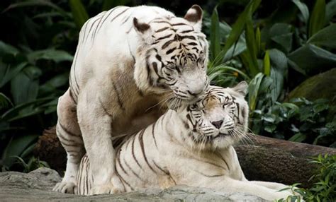 Singapore Animal Attractions - Go For Fun: Travel, Sailing, Photography ...