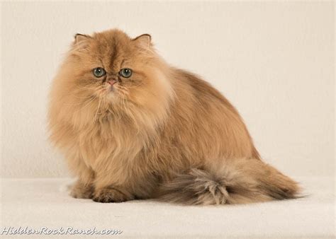 Persian Cat Breeders Websites - KittySites.Com