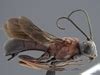 Braconidae_identification_keys - WaspWeb