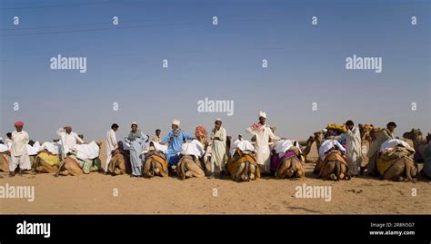 Camel drivers and dromedaries (Camelus dromedarius) in Thar Desert, Rajasthan, dromedary, India ...