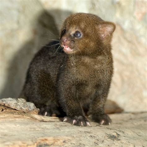 jaguarundi | 17 Best images about Jaguarundi Kitten Small Wild Cats ...