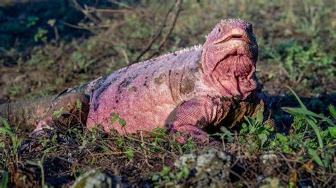 Pink Iguanas are making a comeback on the Galapagos | Popular Science