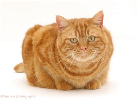 Ginger cat crouching photo WP09979