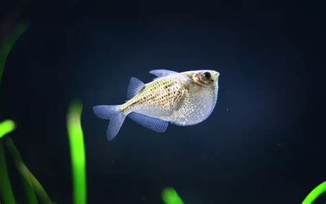 25 Silver Hatchetfish Tank Mates (With Pictures) - AquariumNexus