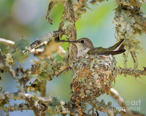 Hummingbird Nesting Photograph by Cathy Alba | Fine Art America