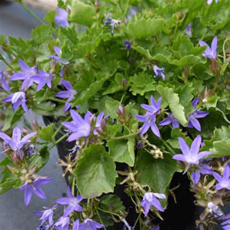 Campanula poscharskyana 'Blue Waterfall' - Horsford Gardens and Nursery