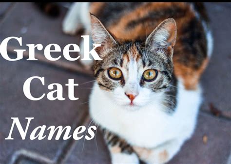 50 Popular Greek Mythology Names For Cats - Cat Mania