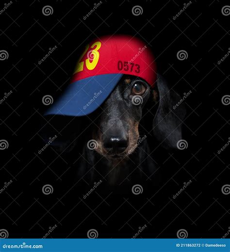 Cool Baseball Cap Urban Dog Stock Photo - Image of charming, accessory ...