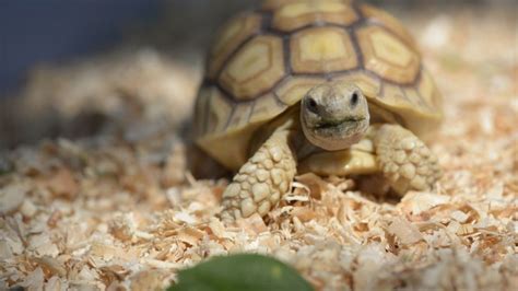 Baby Sulcata Tortoise Feeding Guide For Beginners – The Turtle Hub