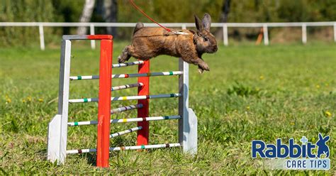 How High Can Rabbits Jump — Rabbit Care Tips