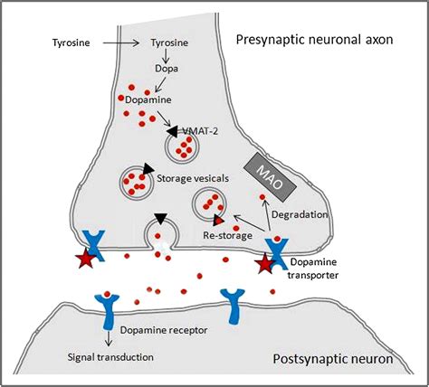 SNM Practice Guideline for Dopamine Transporter Imaging with 123I-Ioflupane SPECT 1.0