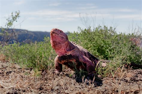 The Galápagos Pink Iguana: A Striking and Endangered Species | Galápagos Conservancy