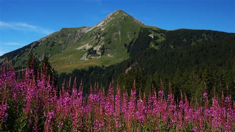 Close View Pink Flowers Inflorescences Mountain Forest Slope Grass ...