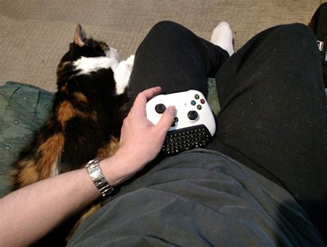 How I game with my little cat. Post pictures of how you game with your ...