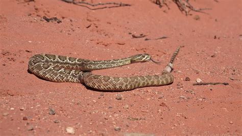 Mojave Green Rattlesnake at Red Rock Canyon ~ 4K - YouTube