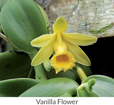 Vanilla Bean Plants - How to Grow a Vanilla Plant at Home