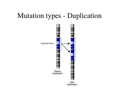 PPT - Genetics PowerPoint Presentation, free download - ID:836052