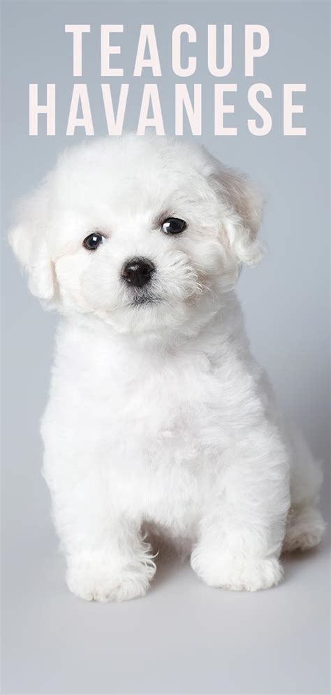 Teacup Havanese - Your Guide To The Miniature Havanese