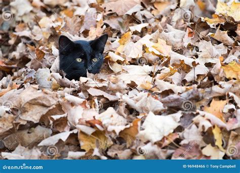 Black cat in fall leaves stock photo. Image of animal - 96948466