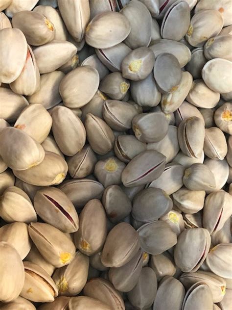 25 Pistachio Seeds from Golden Hill Pistachio Tree grown in | Etsy