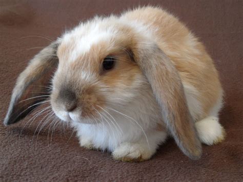 Lop Eared Rabbits - Lop Eared Rabbits Photo (38480735) - Fanpop