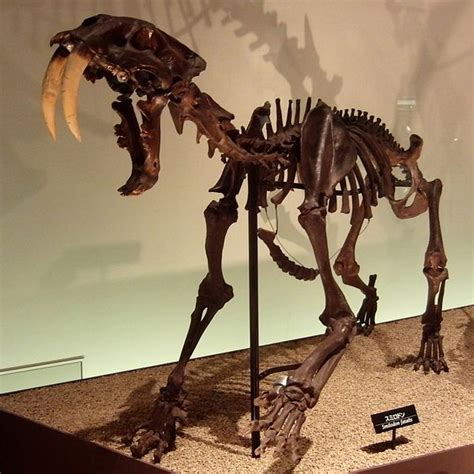 Life in the Cenozoic Era: Saber-toothed Cat (Smilodon fatalis)