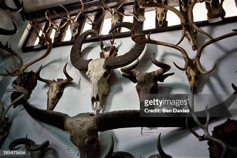 Kouprey Horns Photos and Premium High Res Pictures - Getty Images