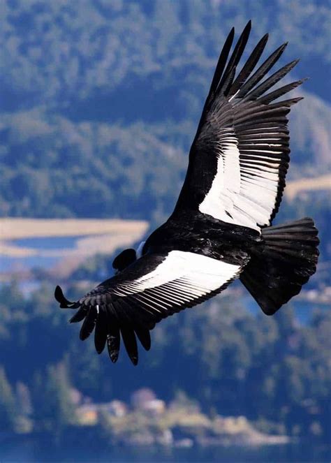 9 Biggest Birds That Fly: World's Largest by Wingspan and Weight ...