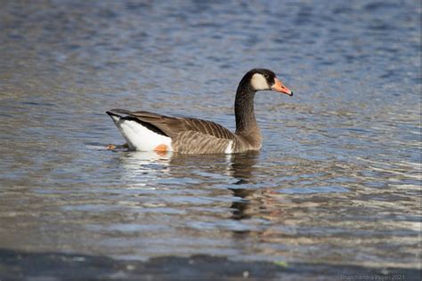 [Swan/Graylag Goose (domestic type)] x Canada Goose (hybrid) – Birds of ...