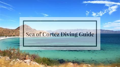 Diving in the Sea of Cortez– DIPNDIVE