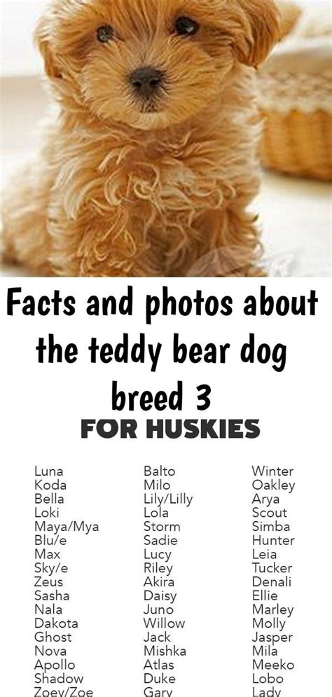 Facts and photos about the teddy bear dog breed 3 | Teddy bear dog, Bear dog, Bear dog breed