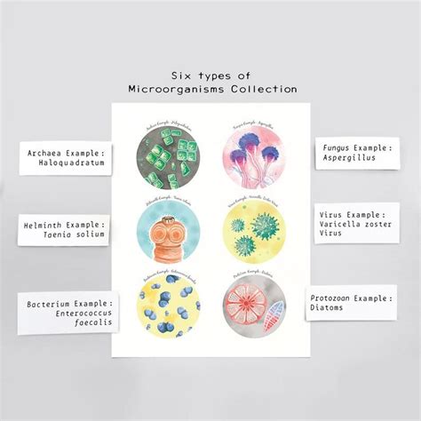 Microorganisms Examples - MaggieewaHarrington