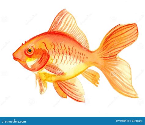 Watercolor gold fish stock illustration. Illustration of water - 91483449