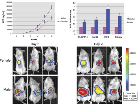 Male NOD/SCID/IL-2Rg null mice more efficiently support human HCC ...