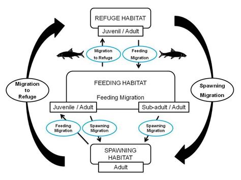 2 Schematic representation of fish migration illustrating movements ...