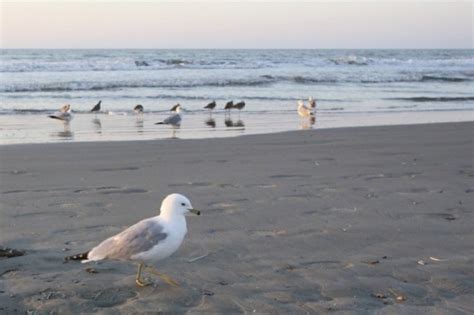 Charleston Beaches: A Guide to Isle of Palms' Activities - iTripVacations