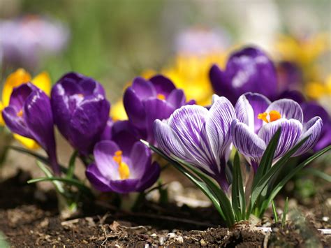 1920x1080 resolution | selective focus photography of purple petaled ...