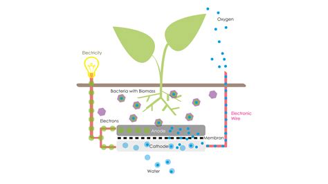 Plant Your Light - WDCD Climate Challenge