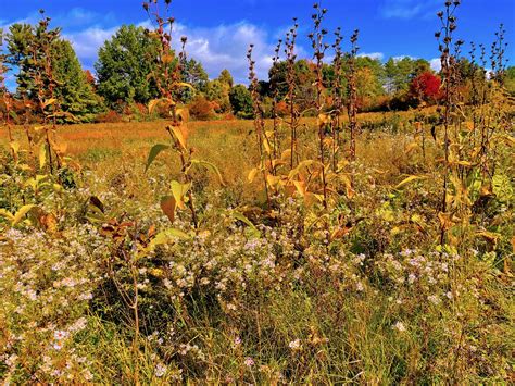 Add some gold and purple to your Northeast Ohio fall flower lineup ...