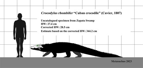 Maximum size of modern Cuban crocodiles? by Metasuchus on DeviantArt