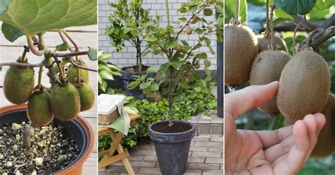 How To Grow Kiwi In a Pot | Growing Kiwi Fruit in Containers