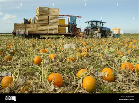 Harvesting Pumpkins Stock Photo - Alamy