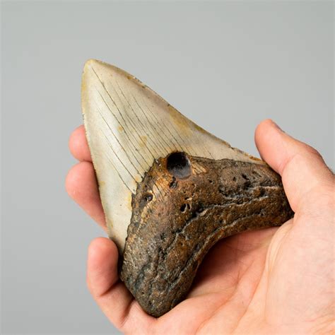 Genuine Megalodon Shark Tooth // 0.62lbs - Astro Gallery - Touch of Modern