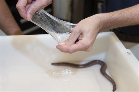 The US Navy's new wonder material is synthetic hagfish slime