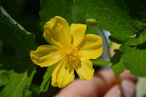 Celandine Poppy (Stylophorum diphyllum) in Baltimore Timonium Hunt ...