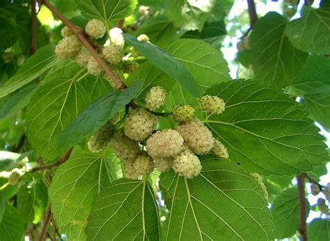 white mulberry (Plants of Point Pelee National Park of Canada / Plantes ...