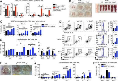 Kinetics of G-CSF stimulation reveal G-CSF targets expansion of HSC and... | Download Scientific ...